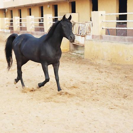 The Farm - Hotel & Horse Riding Cairo Exterior photo