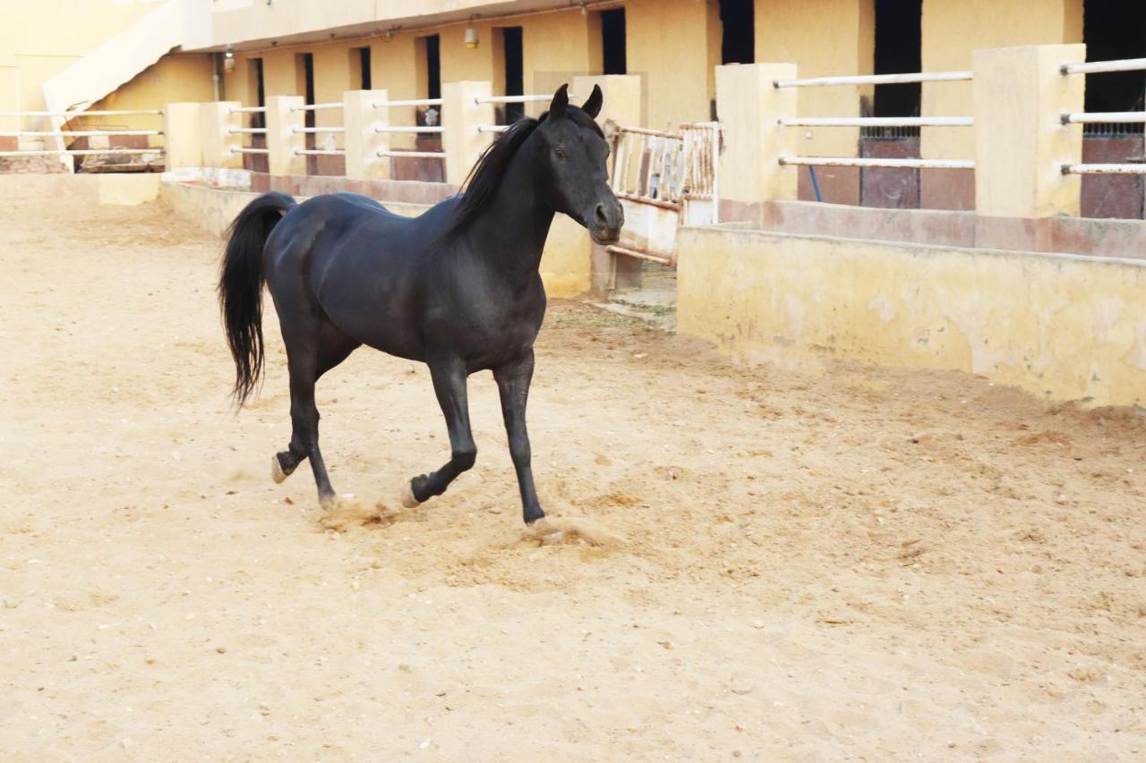 The Farm - Hotel & Horse Riding Cairo Exterior photo