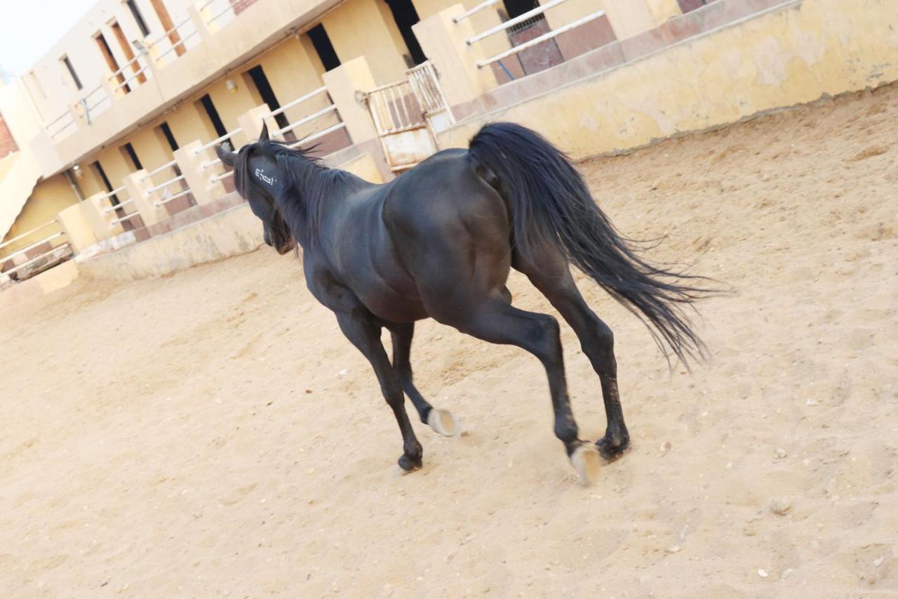 The Farm - Hotel & Horse Riding Cairo Exterior photo